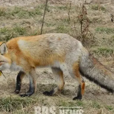 Profile image of Fox