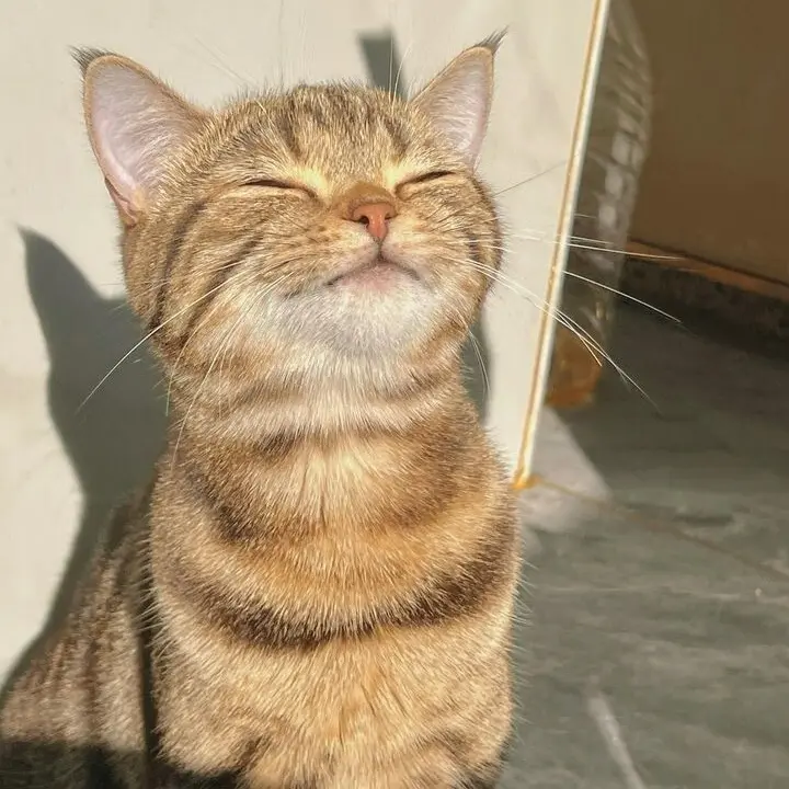 SkinnyCork6148의 猫は溺愛される