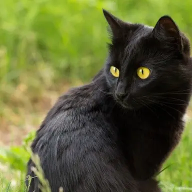 Profile image of 黒猫