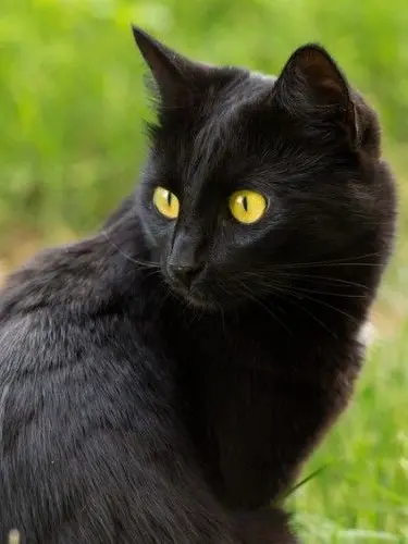 AbsurdFork4706의 家の前に捨てられていた黒猫と私