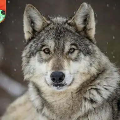 Profile image of 늑대