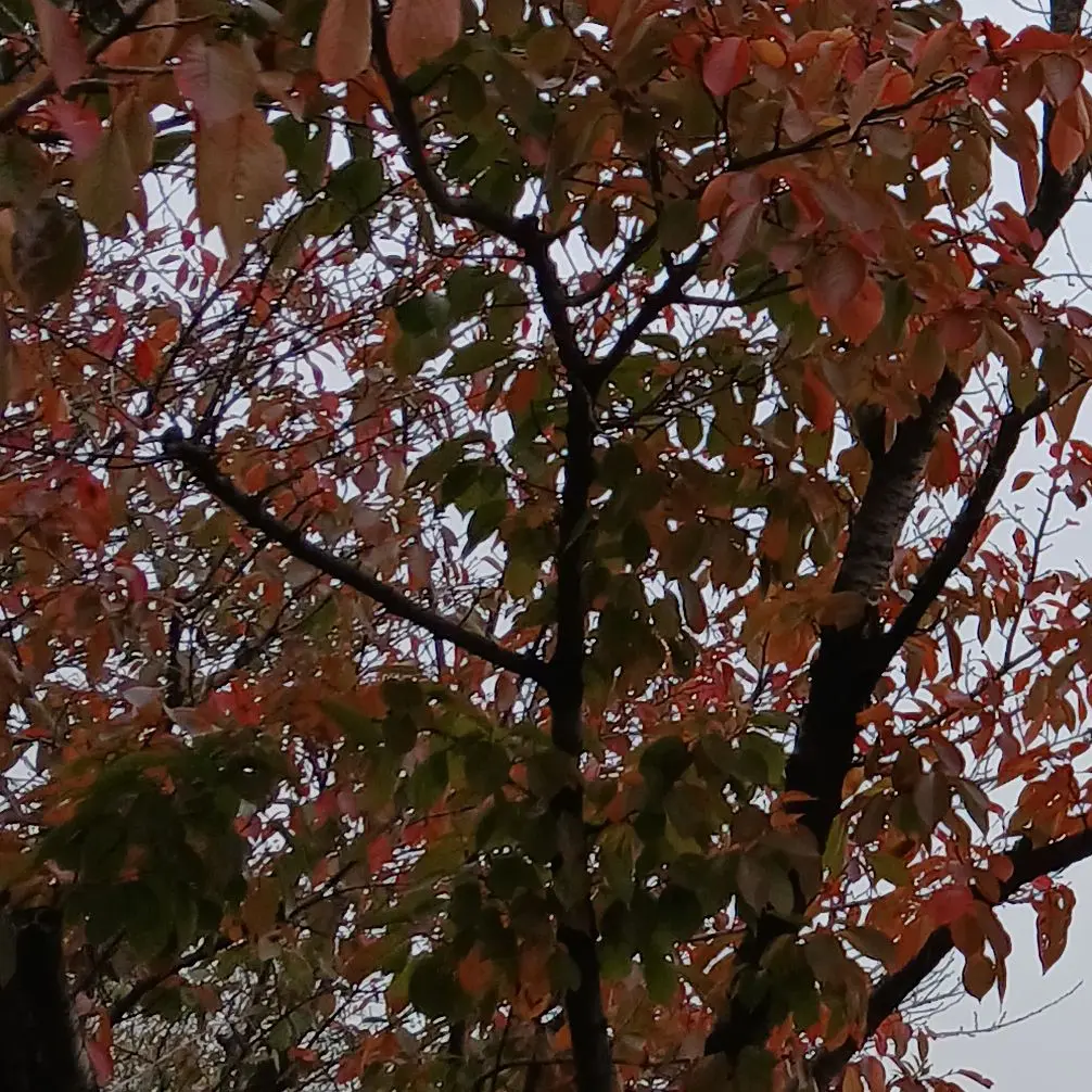 K1015의 쿠킹덤 에픽과 슈퍼 에픽 남자 쿠키?