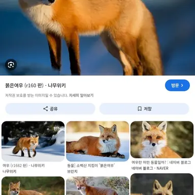 Profile image of 여우