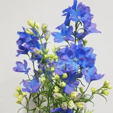 Profile image of 파이브