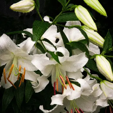 Profile image of 박덕개