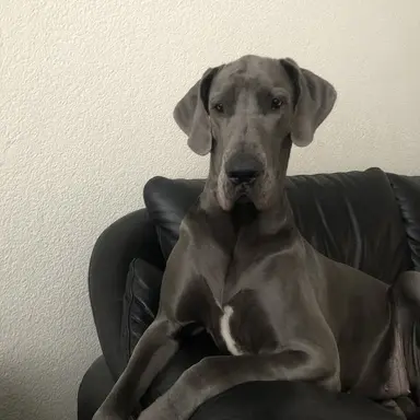 Profile image of Broc