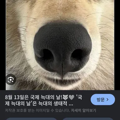 Profile image of 늑대