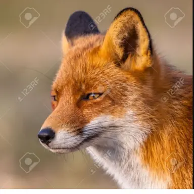 Profile image of 여우
