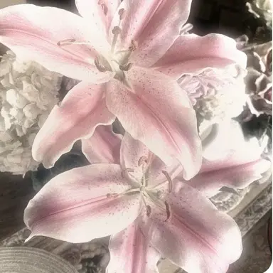 Profile image of 밥풀