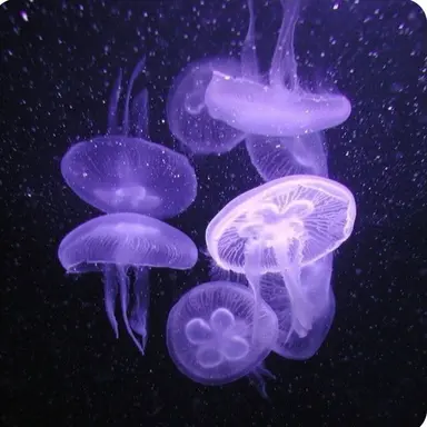 Profile image of 멜로우