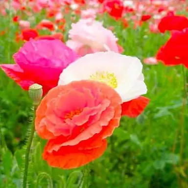 Profile image of 宮舘涼太