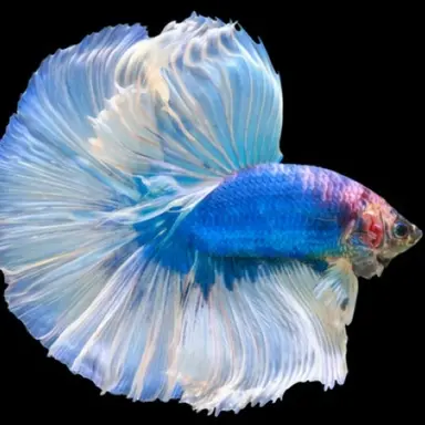 Profile image of 베타