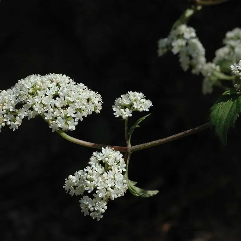 Switerlandball의 소멸