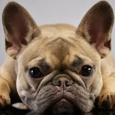 Profile image of バーニングスパイス