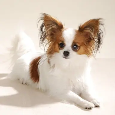 Profile image of ミスティックフラワー
