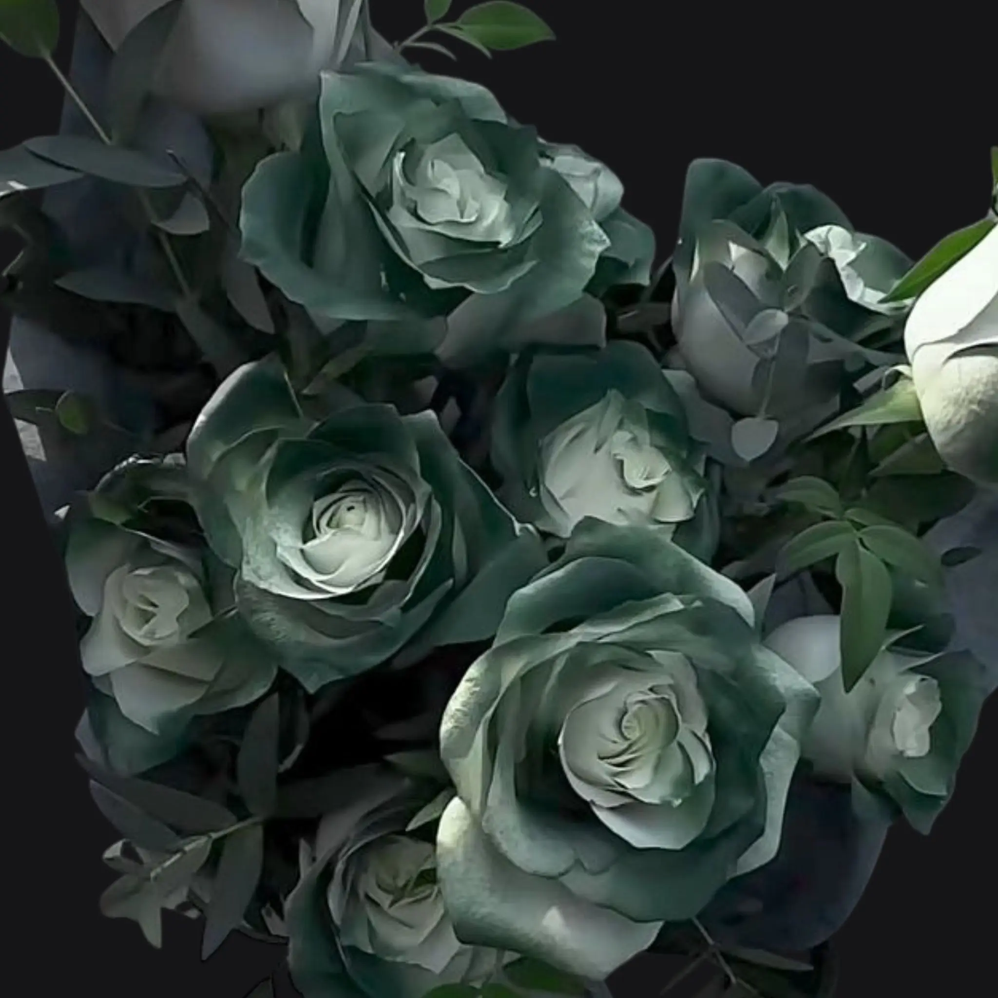 NOlR의 청사과 마플