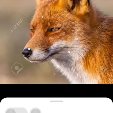 Profile image of 여우