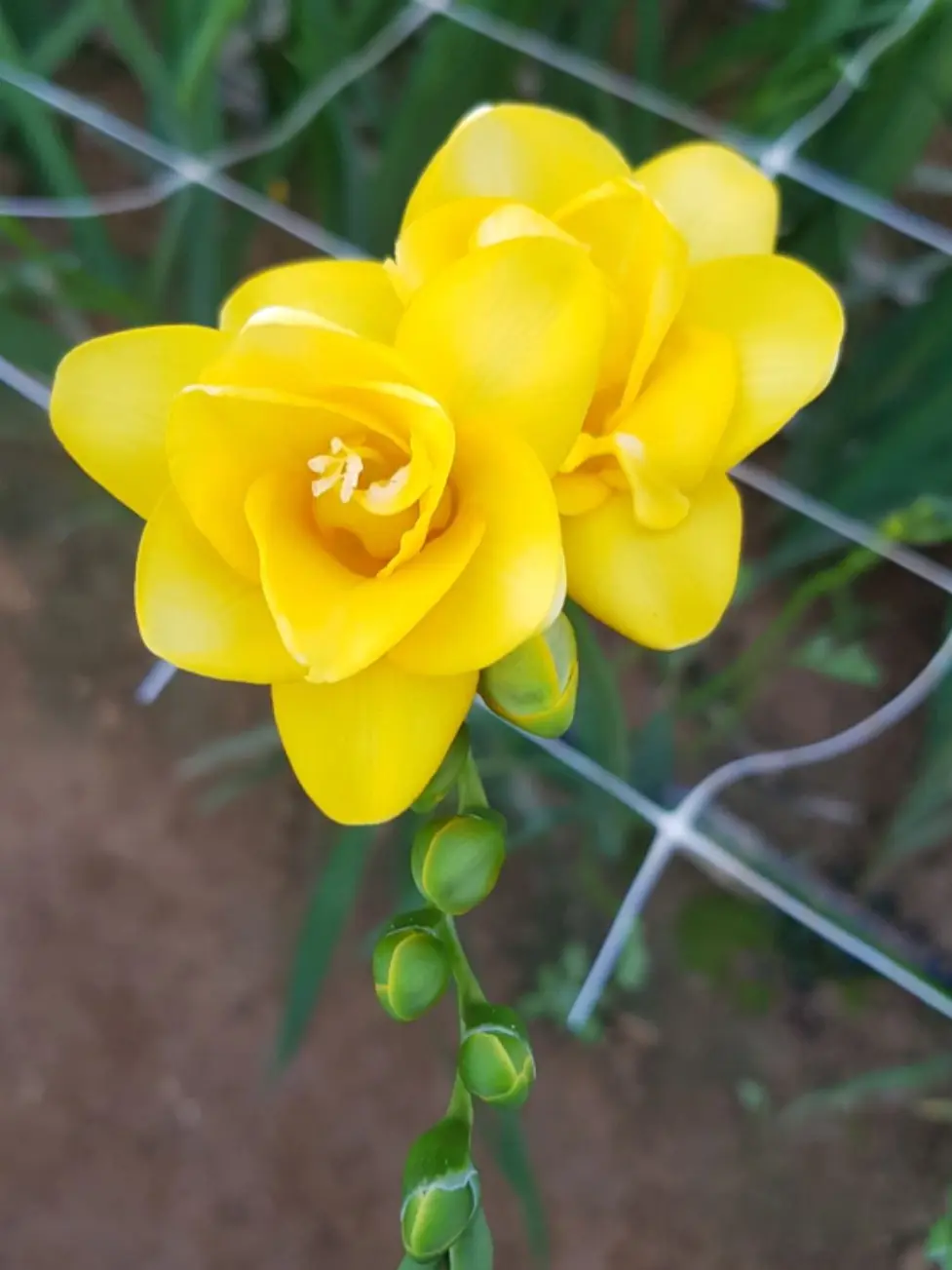 CoolKiang4010의 미수반–크리스마스