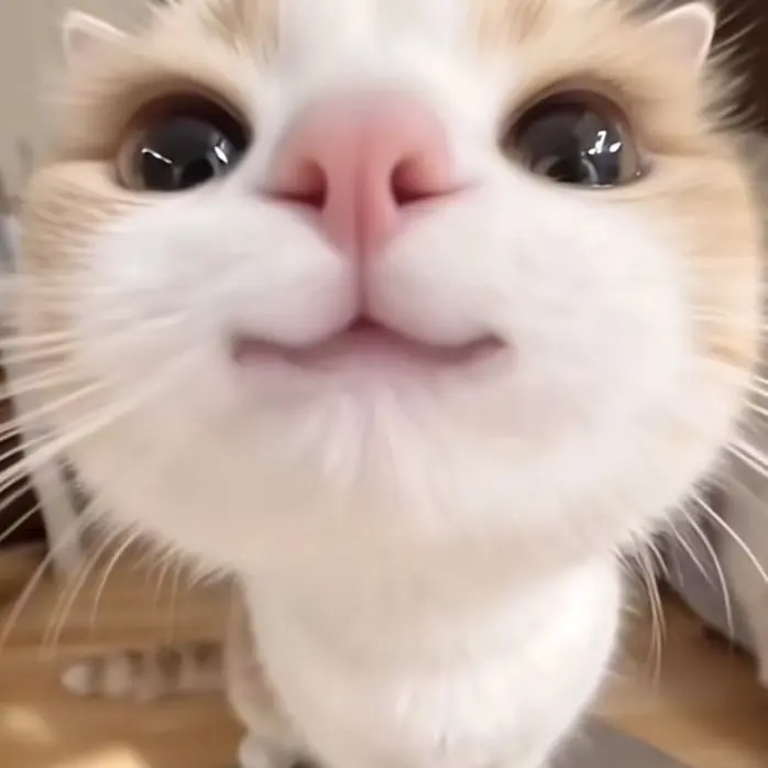 CloudyCrisp0069의 ゆうし