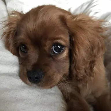 Profile image of Coco