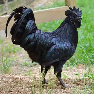 Profile image of Vavo