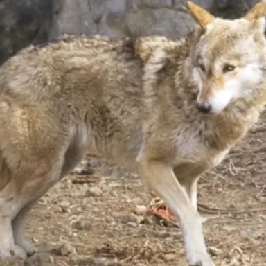Profile image of 늑대