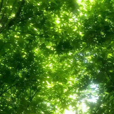 Profile image of 정공룡