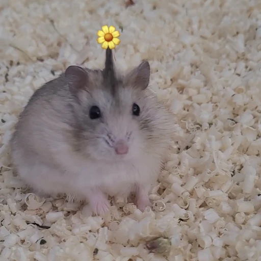 スΙ룽ગ