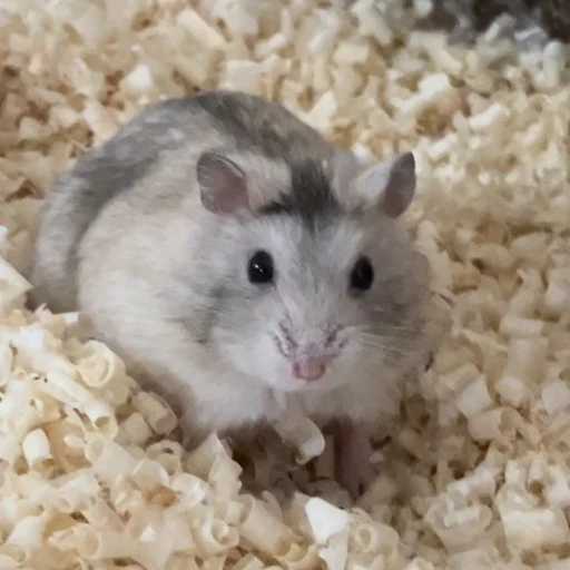 지룽이