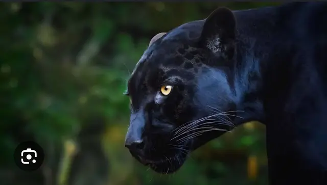 Profile image of Luna