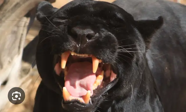 Profile image of Luna