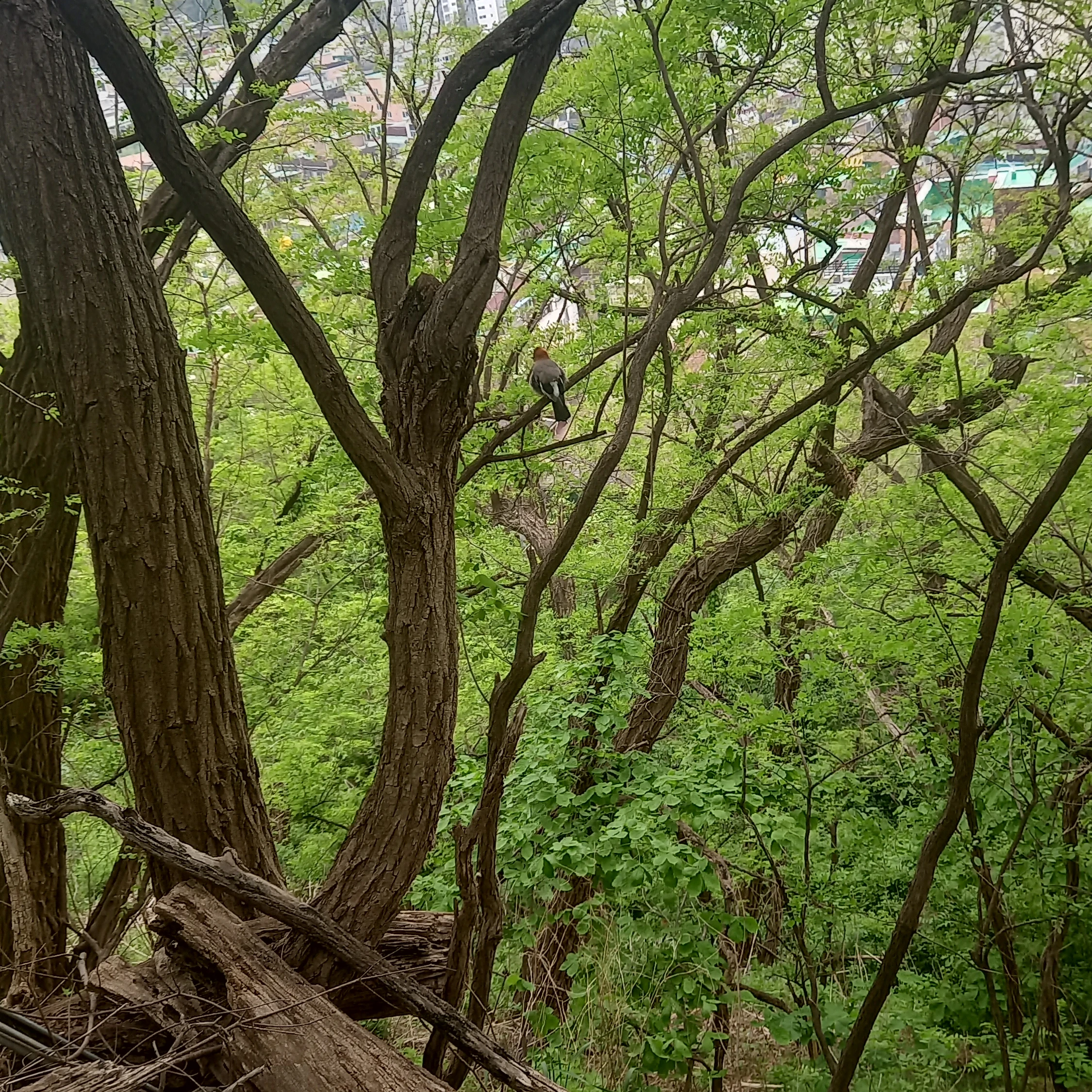 권지용