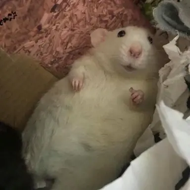 Profile image of 아기쥐