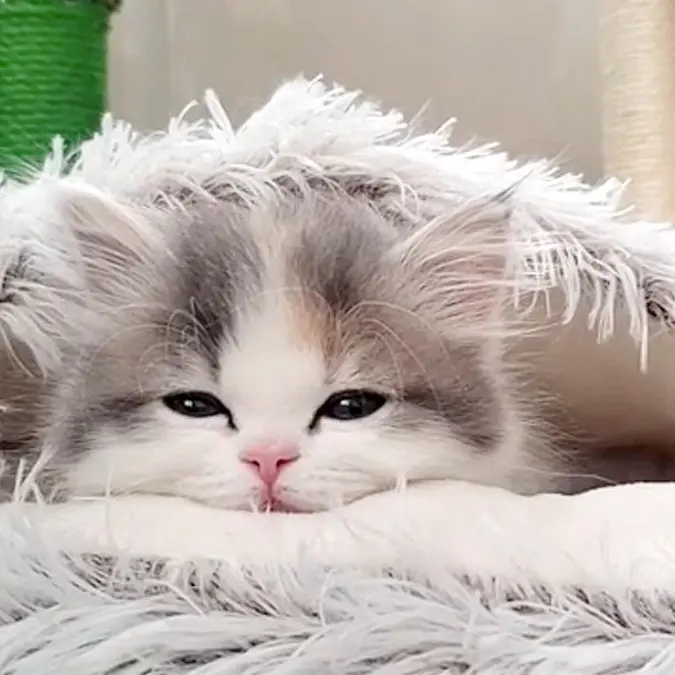 JumpyFrame5315의 猫との日常