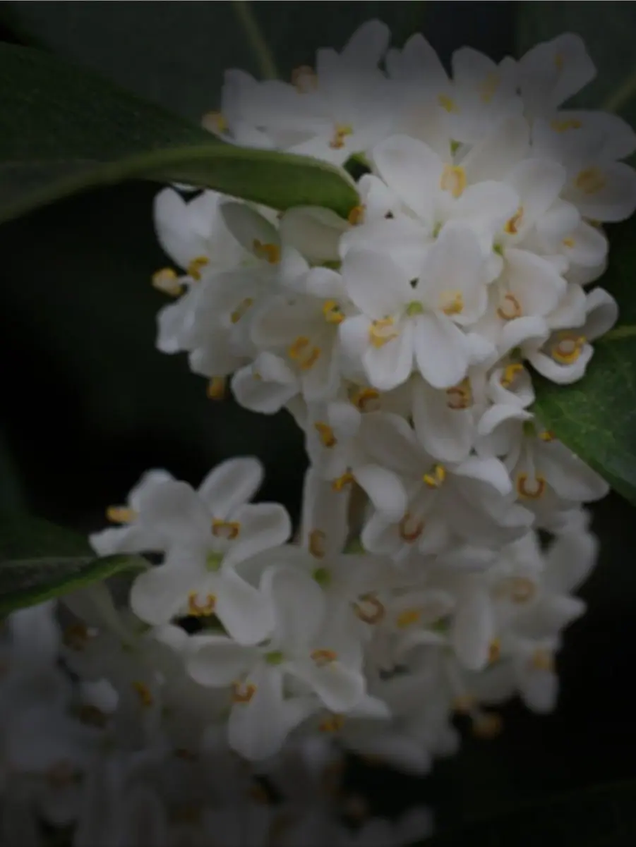 yua_0629의 星の花が降るころに  ,