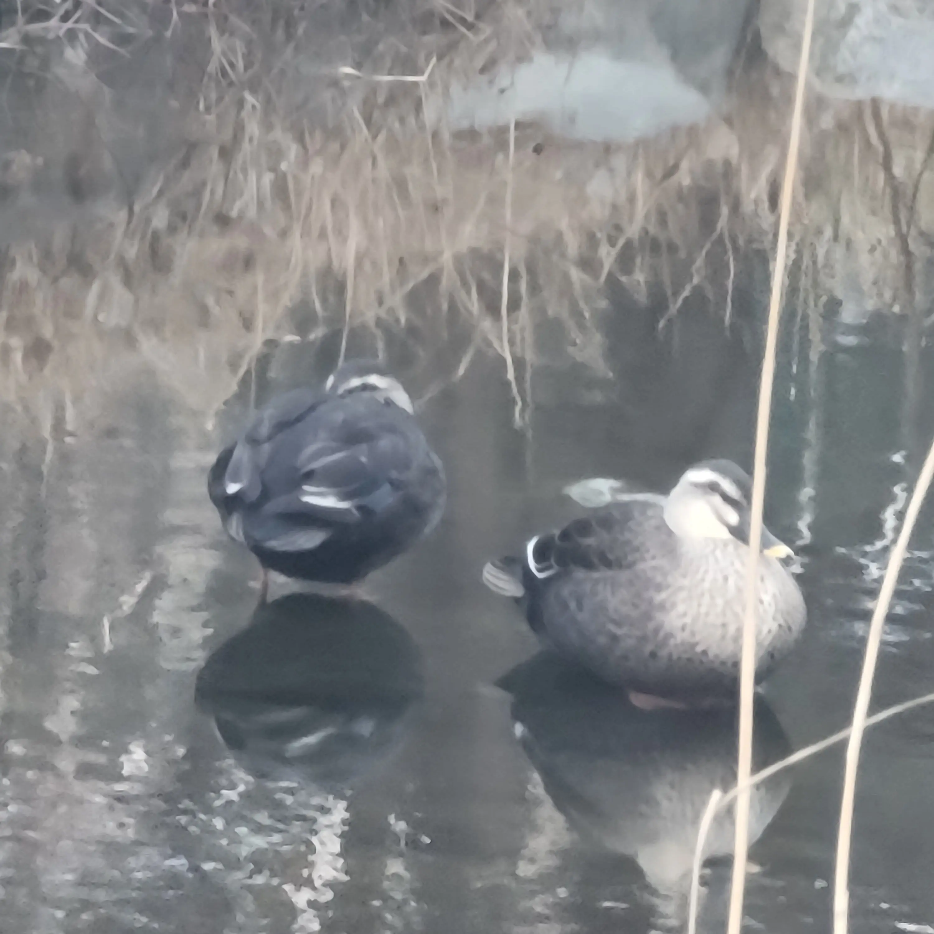 Mapplefgui12의 암거나