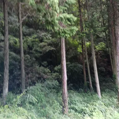 Profile image of 廉