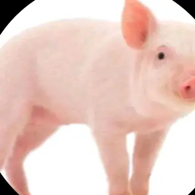 Profile image of 피그