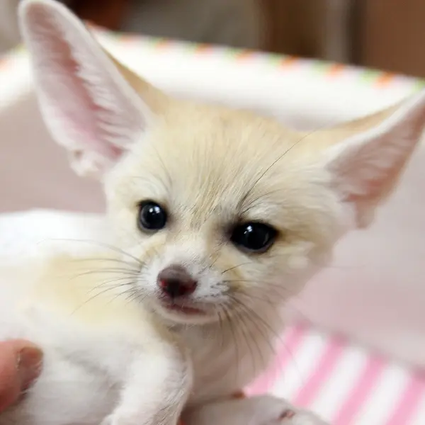Suhun8.1의 양정인