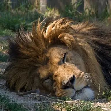Profile image of LEO
