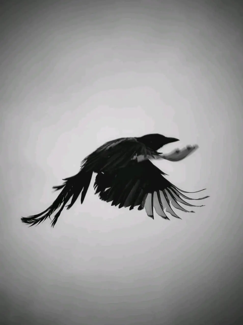 A_01의 カササギの若様