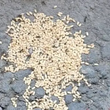 Profile image of 개미 알