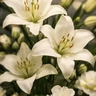 Profile image of 虎牙