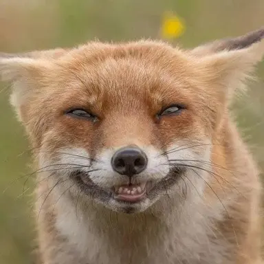 Profile image of 여우