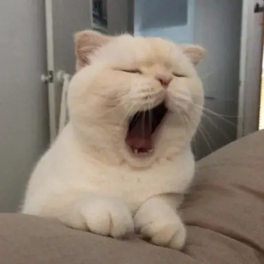 Profile image of スニョア