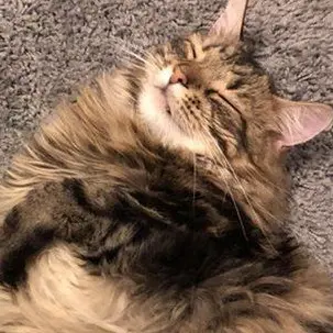 Profile image of Sir Mew