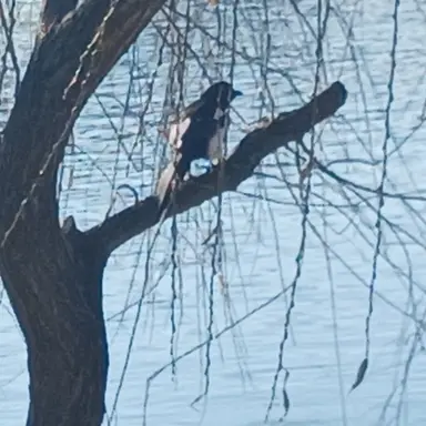 Profile image of 호시노 루비