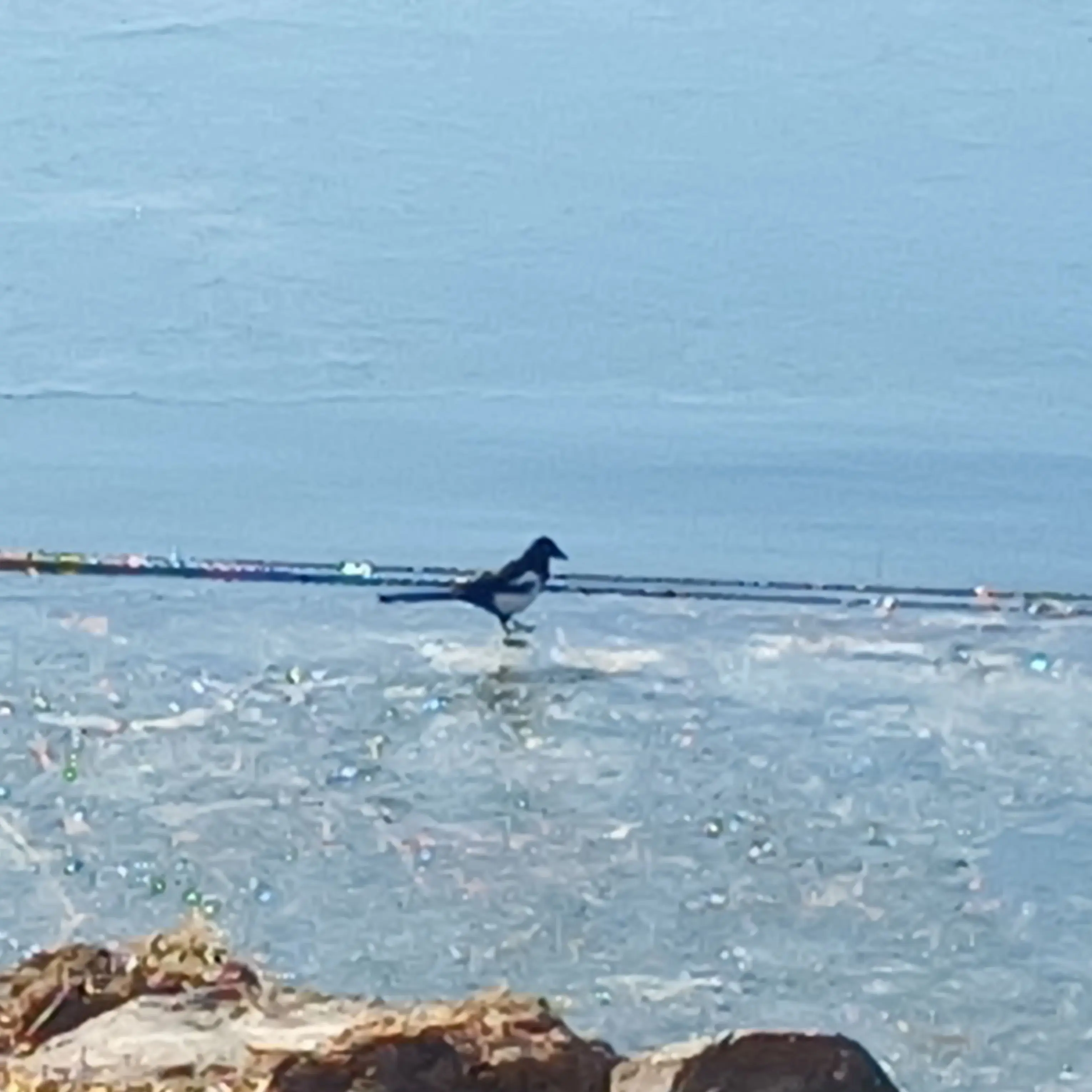 MeanBatch1462의 카나의 오빠가 되었다?