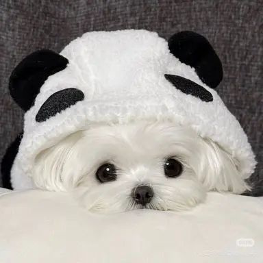 Profile image of 몽실