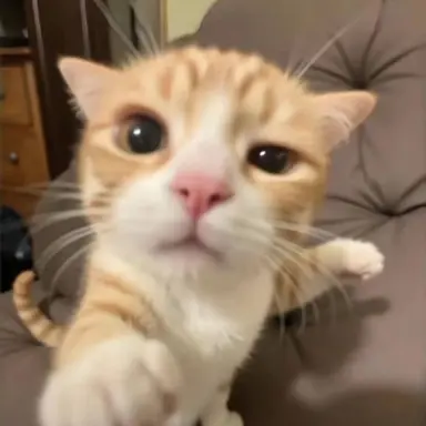 Profile image of 고냥이